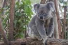 Koala, Phascolarctos cinereus (photo)