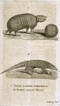 Three Banded Armadillo and Short Tailed Manis, from 'The Gentleman's Magazine', published c.1773, engraved by R. Murray (engraving)