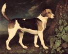 Ringwood, a Brocklesby Foxhound, 1792 (oil on canvas)