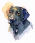 Black Lab, 2017, (watercolor)