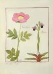 Ms Fr. Fol VI #1 Paeonia or Peony, and Orchis myanthos, illustration from 'The Book of Simple Medicines' by Mattheaus Platearius (d.c.1161) c.1470 (vellum)