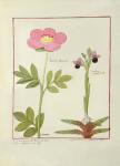 Ms Fr. Fol VI #1 Paeonia or Peony, and Orchis myanthos, illustration from 'The Book of Simple Medicines' by Mattheaus Platearius (d.c.1161) c.1470 (vellum)