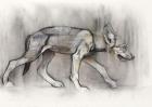 Lean Pup (Arabian Wolf), 2009 (conte & charcoal on paper)