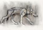 Lean Pup (Arabian Wolf), 2009 (conte & charcoal on paper)