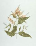 Umtar (Buddleia polystachya) (w/c over graphite on paper)