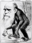 A Venerable Orang Outang, from 'The Hornet' (pencil and charcoal on paper) (b/w photo)
