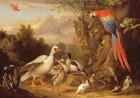A Macaw, Ducks, Parrots and Other Birds in a Landscape, c.1708-10 (oil on canvas)