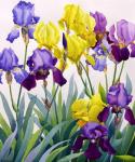 Yellow and Purple Irises (watercolour on paper)