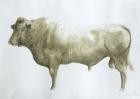 Islay Bull, 2004 (acrylic on canvas)