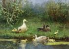 Ducks on a riverbank (oil on canvas)