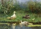 Ducks on a riverbank (oil on canvas)