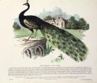 Peacock (Pavo Cristatus) (colour litho)