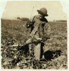 Alex Reiber aged 7 carries on topping sugar beets after 'hooking' his knee, near Sterling, Colorado, 1915 (b/w photo)