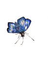 Common Blue (male) Butterfly 'Polyommatus Icarus', Nature Series 2017 (coloured pencil)