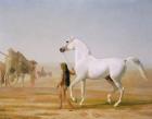 The Wellesley Grey Arabian led through the Desert, c.1810 (oil on canvas)