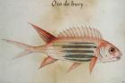 Squirrel fish or Soldier fish (w/c on paper)