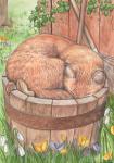 Ginger Cat Asleep, 1995 (watercolour and pencil)