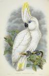 Blue-Eyed Cockatoo (colour litho)