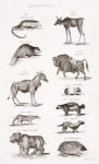 Different types of Quadrupeds (engraving)