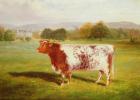 Portrait of a Shorthorn, 19th century