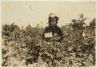 Annie Bissie picking berries in the fields near Baltimore, Maryland, 1909 (b/w photo)