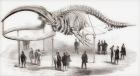 The skeleton of a whale seen in the Royal College of Surgeons in London, England in the mid 19th century. From L'Univers Illustre published 1866.