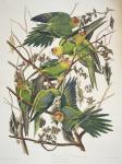 Carolina Parakeet, from 'Birds of America', 1829 (coloured engraving)