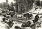 Driving Cattle in Australia, c.1880, from 'Australian Pictures' by Howard Willoughby, published by the Religious Tract Society, London, 1886 (litho)