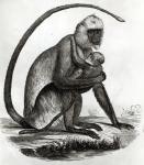 Brazilian Monkey (litho) (b/w photo)