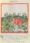 Ms 3054 f.18 Gathering watermelons, from 'Tacuinum Sanitatis' (vellum)