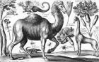 Animalium, Ferarum et Bestiarum, engraved by David Loggan, 1663 (engraving)