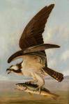 Osprey and Weakfish, 1829 (oil on canvas on hardboard)