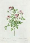 Rosa Pomponia, from 'Les Roses' by Claude Antoine Thory (1757-1827) engraved by Eustache Hyacinthe Langlois (1777-1837) 1817 (coloured engraving)