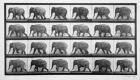 Elephant walking, plate 733 from 'Animal Locomotion', 1887 (b/w photo)