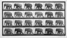 Elephant walking, plate 733 from 'Animal Locomotion', 1887 (b/w photo)