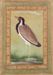 Indian lapwing, c.1800