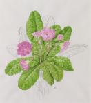 Primula (w/c and pencil on paper)