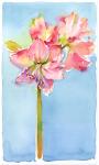 Amaryllis with aqua background, 2015, (watercolor)