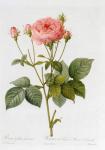 Rosa Gallica Granatus, from 'Les Roses', vol II, 1821