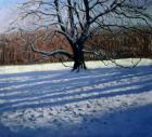 Large Tree, Snow, Calke Abbey (oil on canvas)