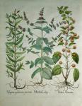 Mint: Mentha crispa