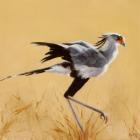 Secretary bird walking, 2015 (oil on canvas)