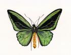 Birdwing Butterfly, Ornithoptera priamus, male, 2006 (w/c on paper)