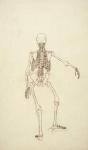 Study of the Human Figure, Posterior View, from 'A Comparative Anatomical Exposition of the Structure of the Human Body with that of a Tiger and a Common Fowl', 1795-1806 (pen and ink over graphite on wove paper)