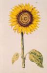 Sunflower or Helianthus, from 'La Guirlande de Julie', c.1642 (w/c on vellum)