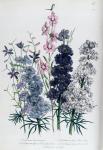 Delphiniums, plate 3 from 'The Ladies' Flower Garden', published 1842 (colour litho)