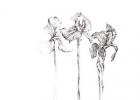 Three Irises, Botanical Series, 2017, (pencil)