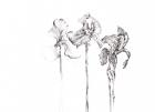 Three Irises, Botanical Series, 2017, (pencil)