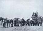 Wool carrying team, Western Australia, c.1900, from `Under the Southern Cross - Glimpses of Australia', published by Department of External Affairs, Melbourne, 1908 (b/w photo)