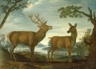 Stag and hind in a wooded landscape (panel)